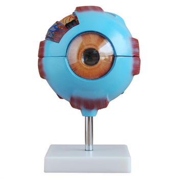 Model Medical Eye
