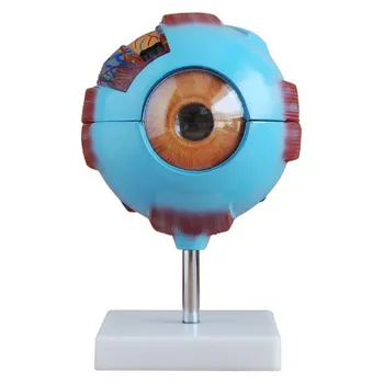 Medical Eye model