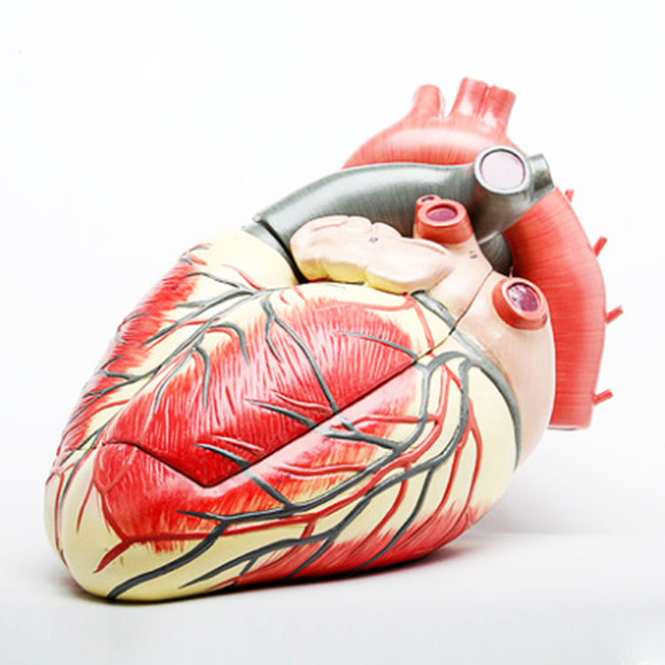 Modèle de coeur médical