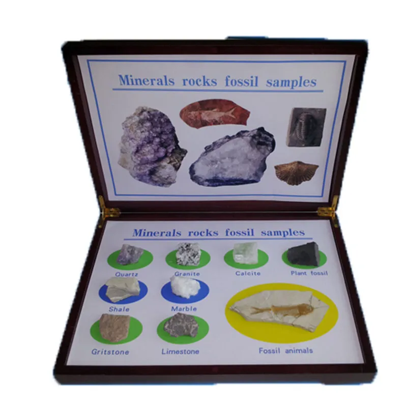 Mga Mineral na Rocks Fossil Sample na Halimbawang