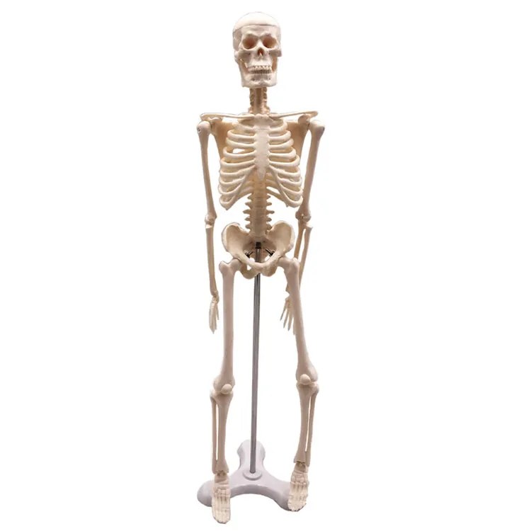 Mini menselijk skelet model 45cm