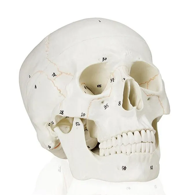 Nummereret Human Skull Model