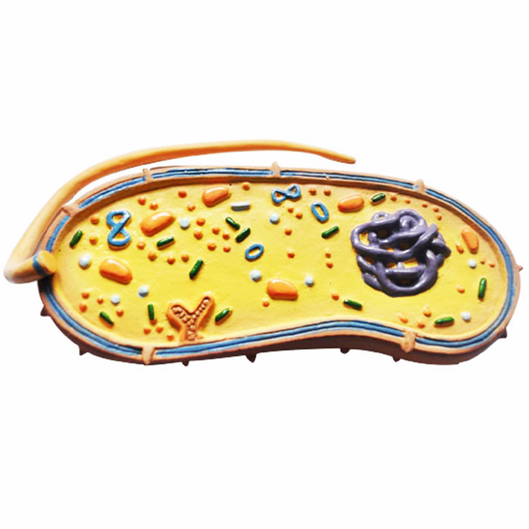 Model Bakteri Patogen