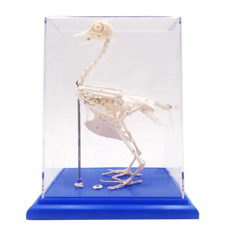 Pigeon Skeleton Model