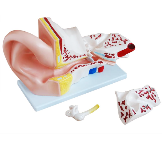 Modelul urechii din plastic