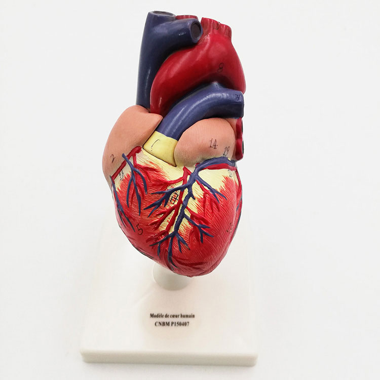 Modelul inimii umane din plastic