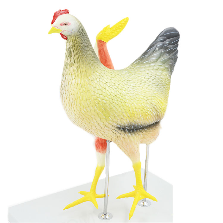 Modello gallina in pvc