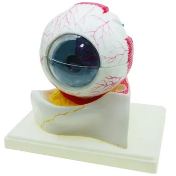 PVC Human Eye Model