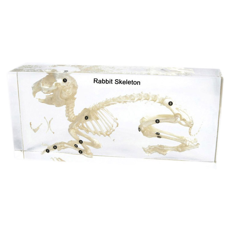 Rabbit Skeleton Embedded Specimen