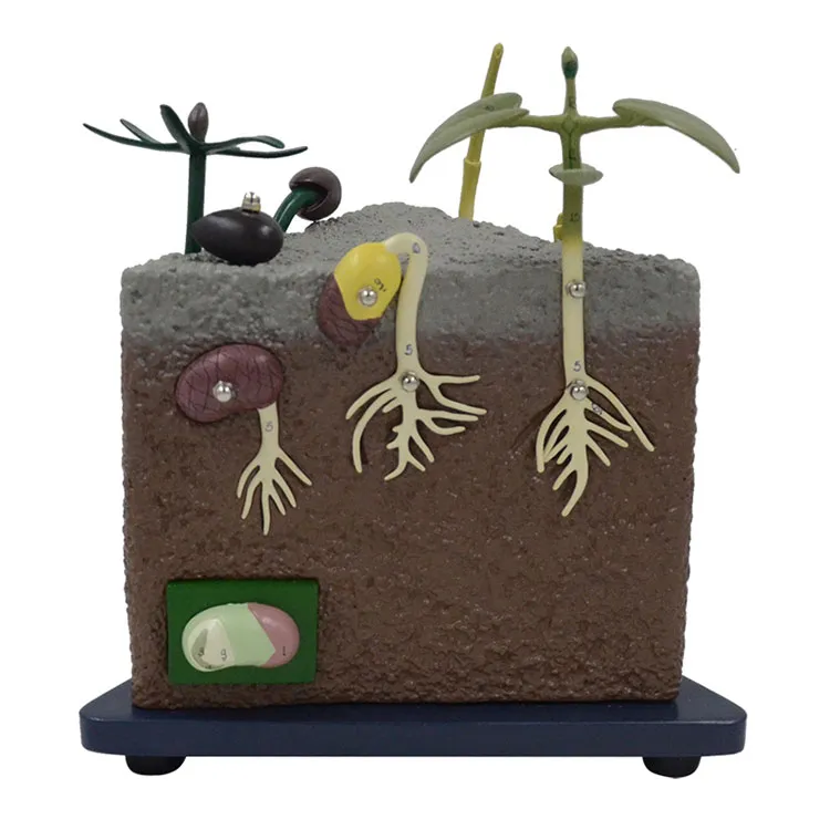 Seed Germination Model