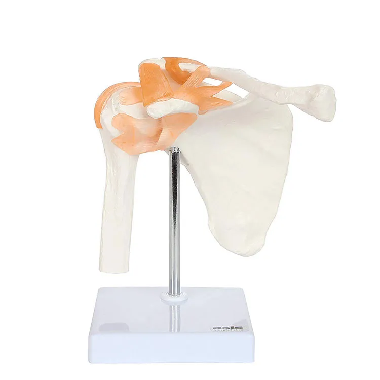 Shoulder Joint Model