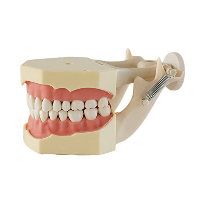 Standard tänder modell