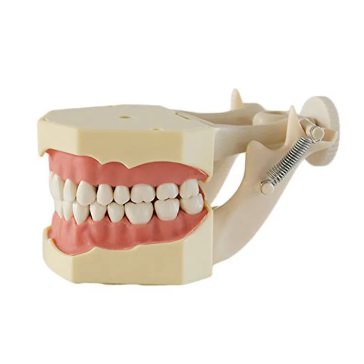 Modello denti standard