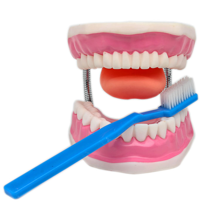 Model de îngrijire dentară a dinților
