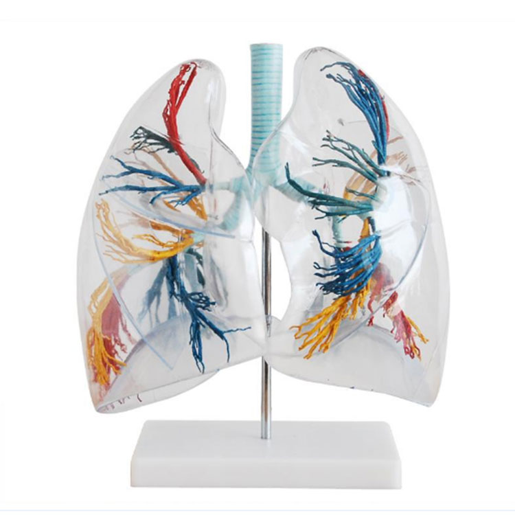 Priehľadný model pľúc
