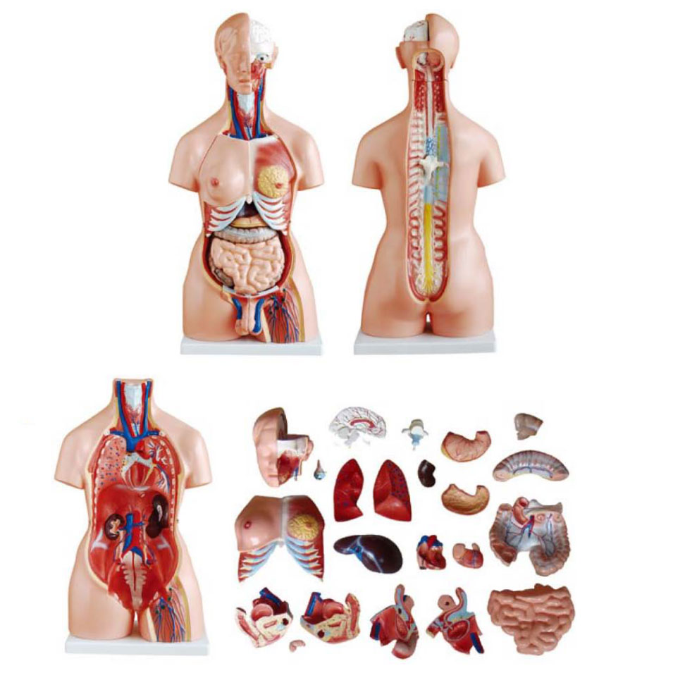 Unisex inimese anatoomia torso mudel 23 osad