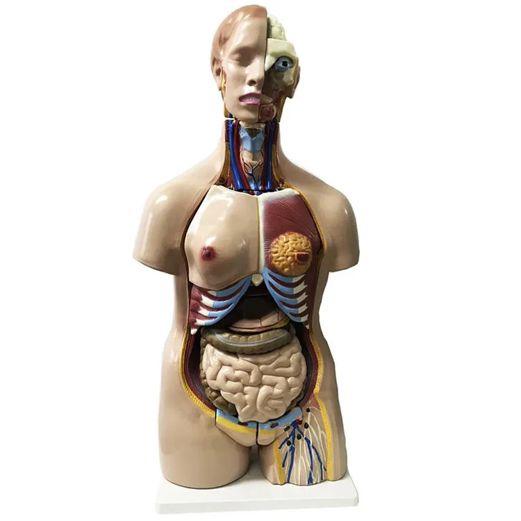 Unisex Human Anatomy Torso Model 32 Mga Bahagi