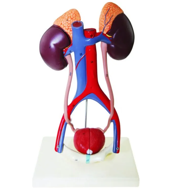 Urinary System Model