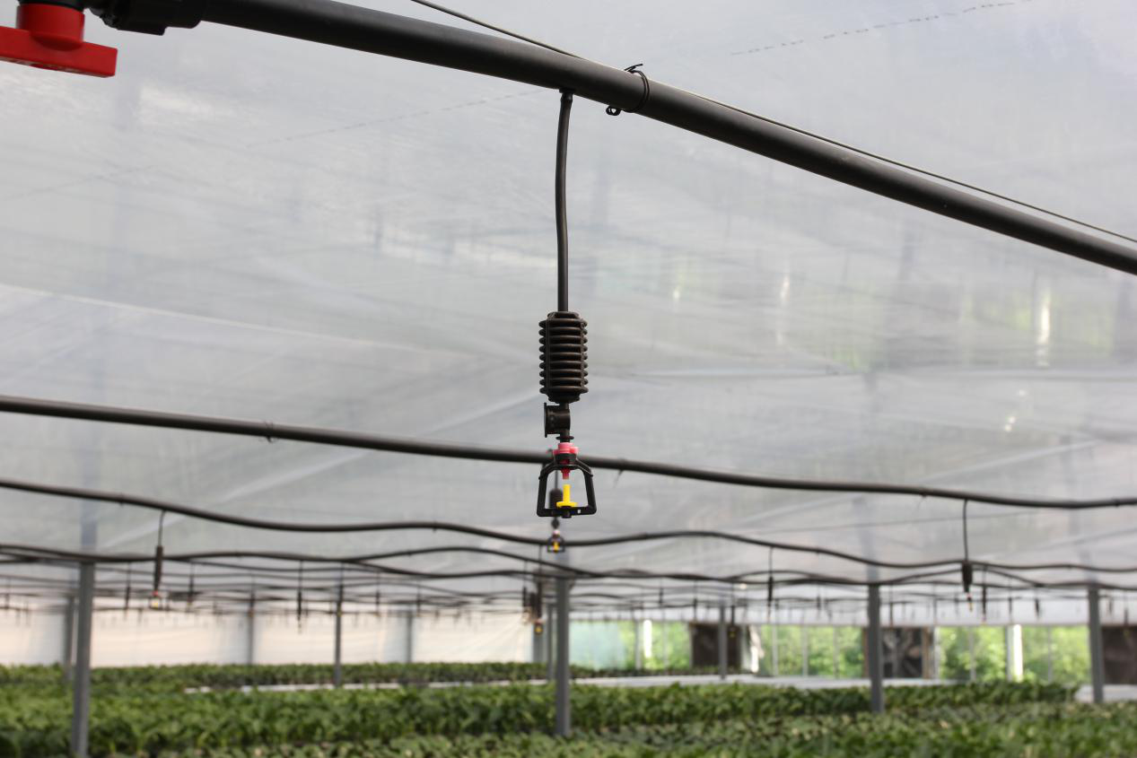 Jianda Greenhouse for flowers with irrigation 