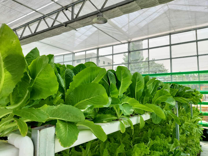 NFT system for leafy vegetable