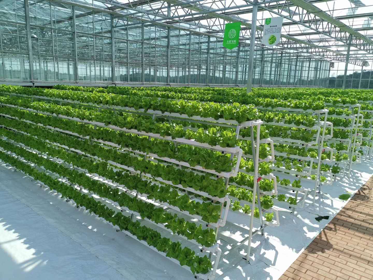 Vertical Farming lettuce