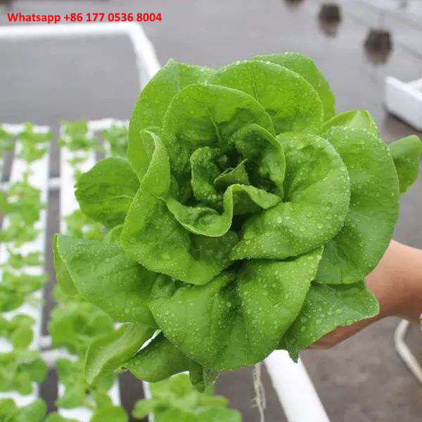 NFT Cultivation Technology of Lettuce