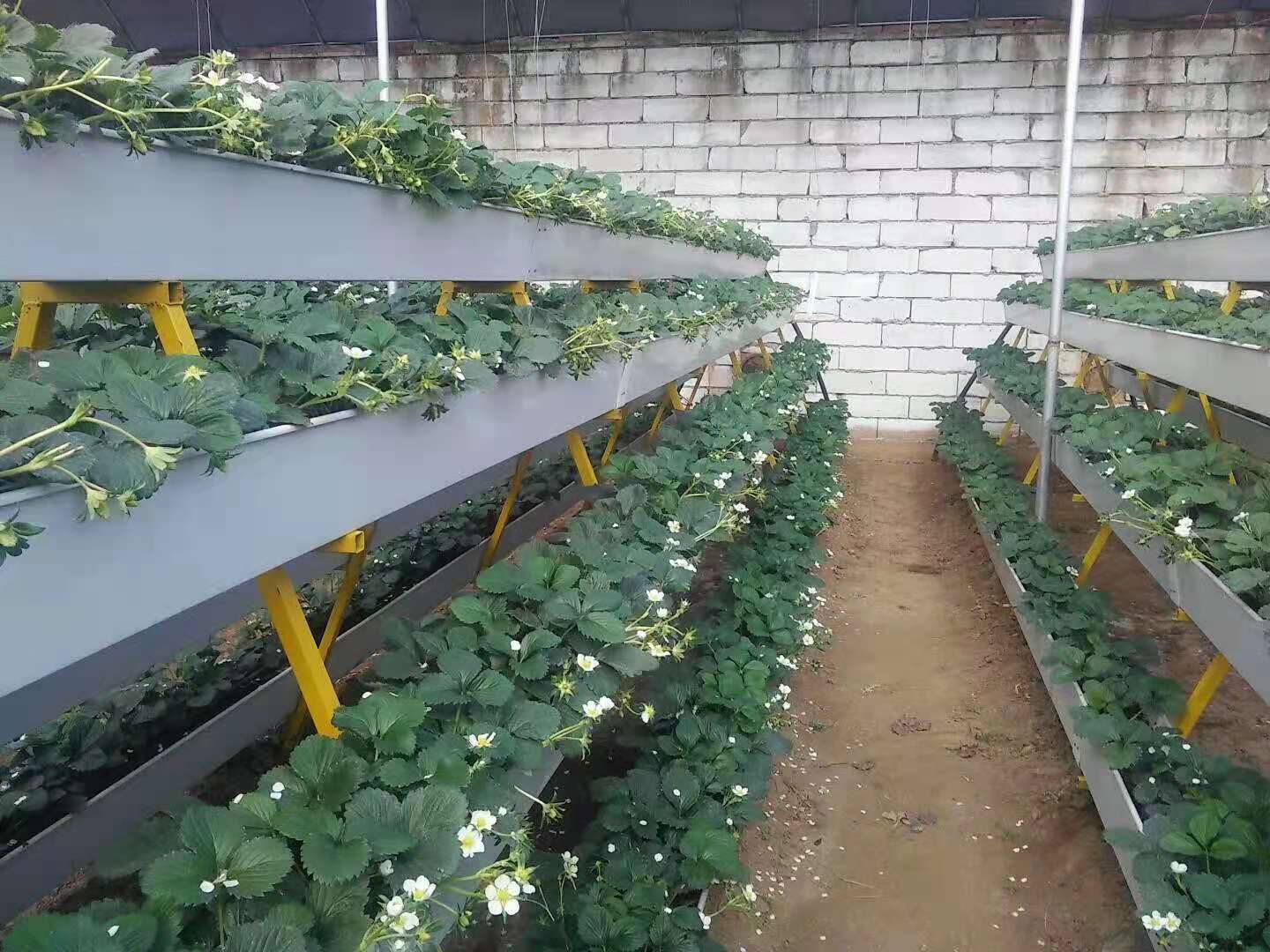how to plant strawberry in greenhouse