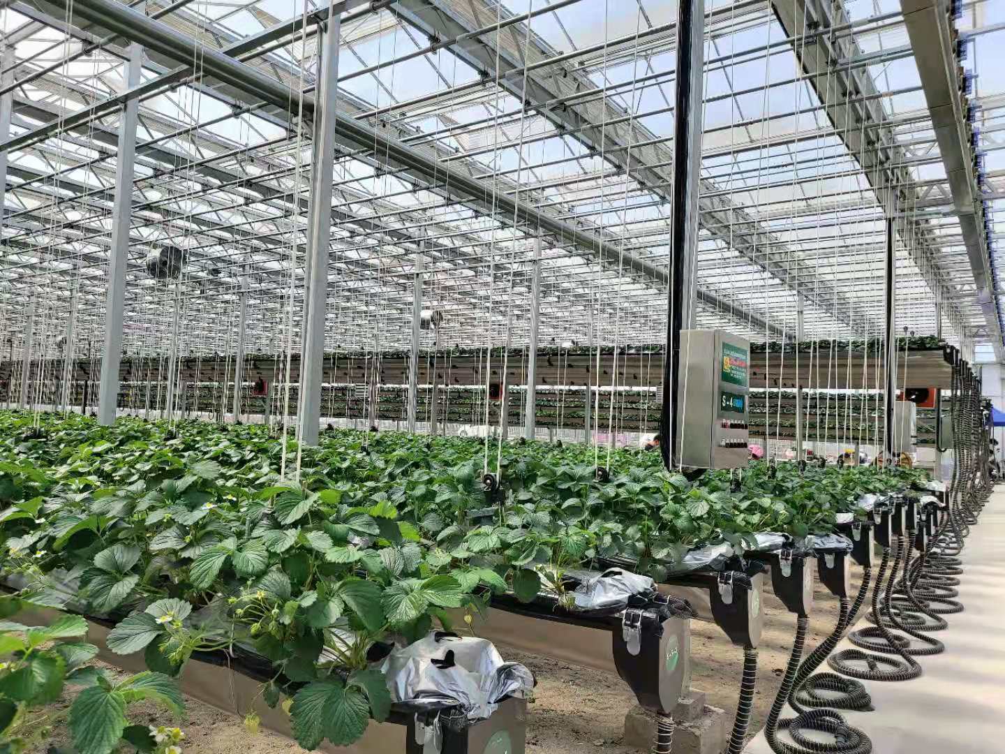 strawberry greenhouse