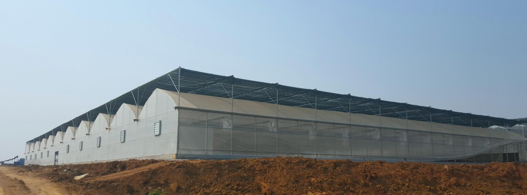 multi span film greenhouse