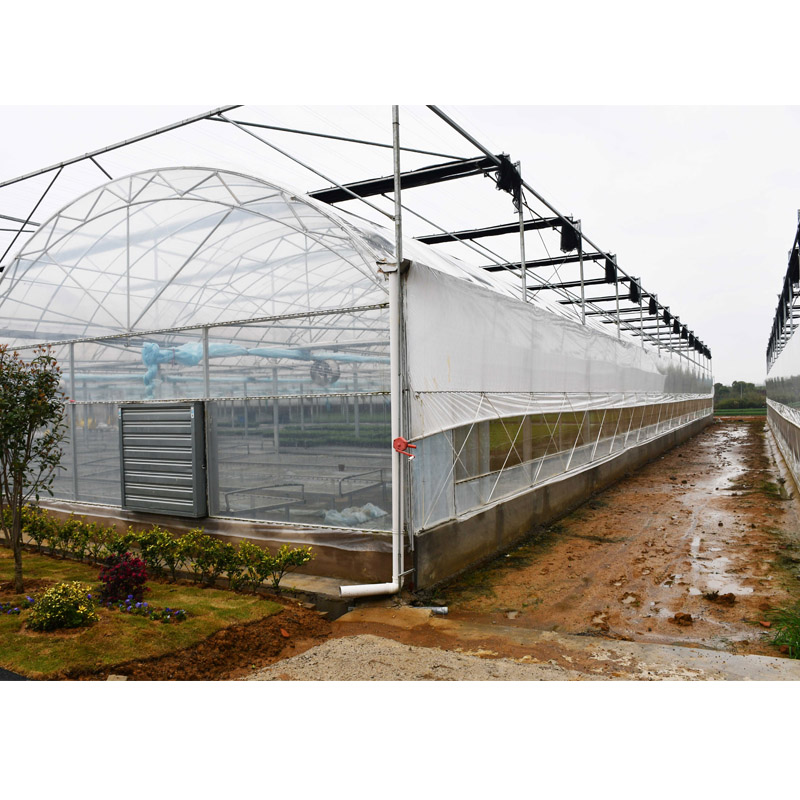 large film green house for tomato