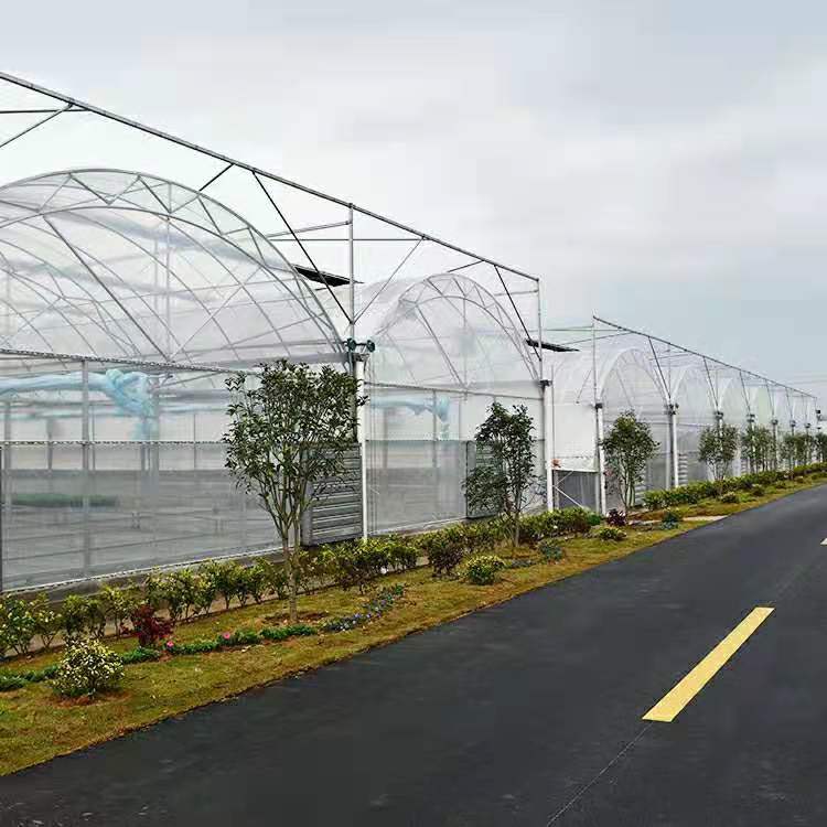 multispan greenhouse