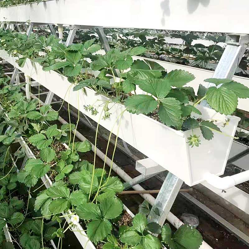 strawberry Planting Gutter with A frame system