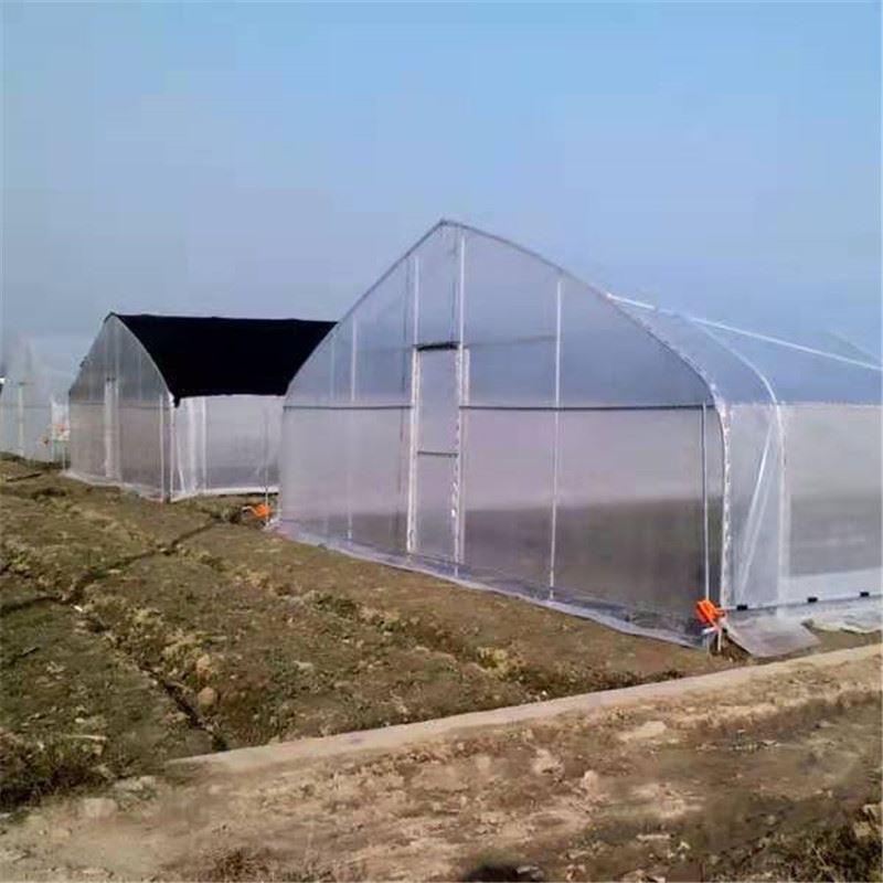 Tunnel Single Span Greenhouse
