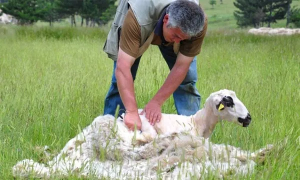 Leer je hand in hand schapen scheren
