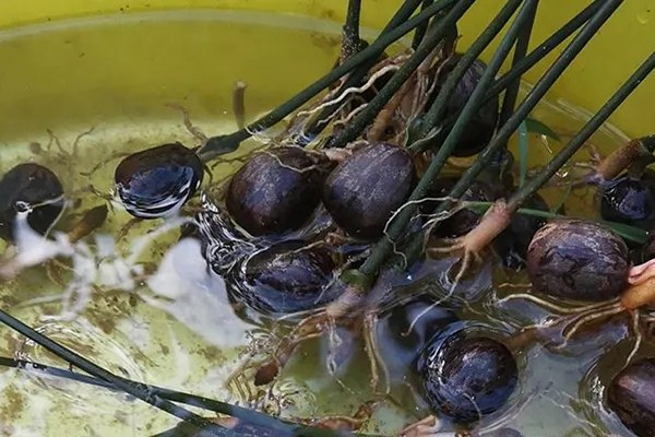 A gumi folyamatábrája Hainanban, Kínában, a vetőmagtól a gumi betakarításáig