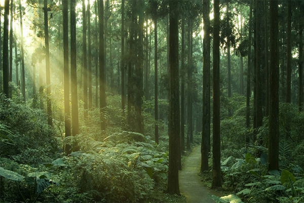 Ökande betalningar som behövs för att skydda skogar som kan lagra kol: studie