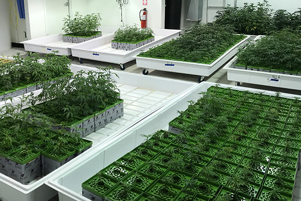 Como eu cultivei a Cannabis com LEDs?