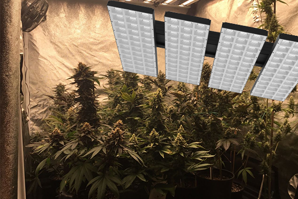 Light On Technology is about to launch MODEL RP series products for indoor tent planting