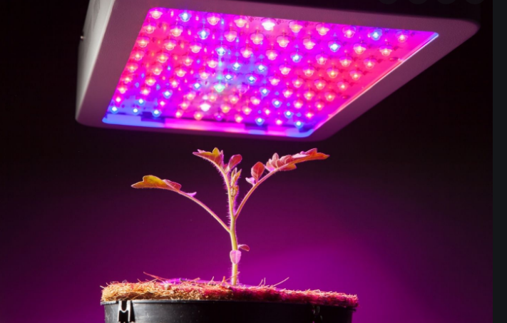 What is the difference between LED lights and LED grow lights?