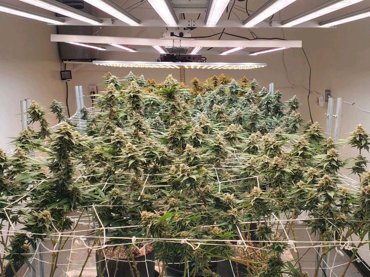 How to Reduce Costs for Indoor Cannabis Cultivation
