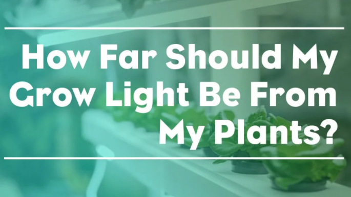 How Far Should My Grow Light Be From My Plants?
