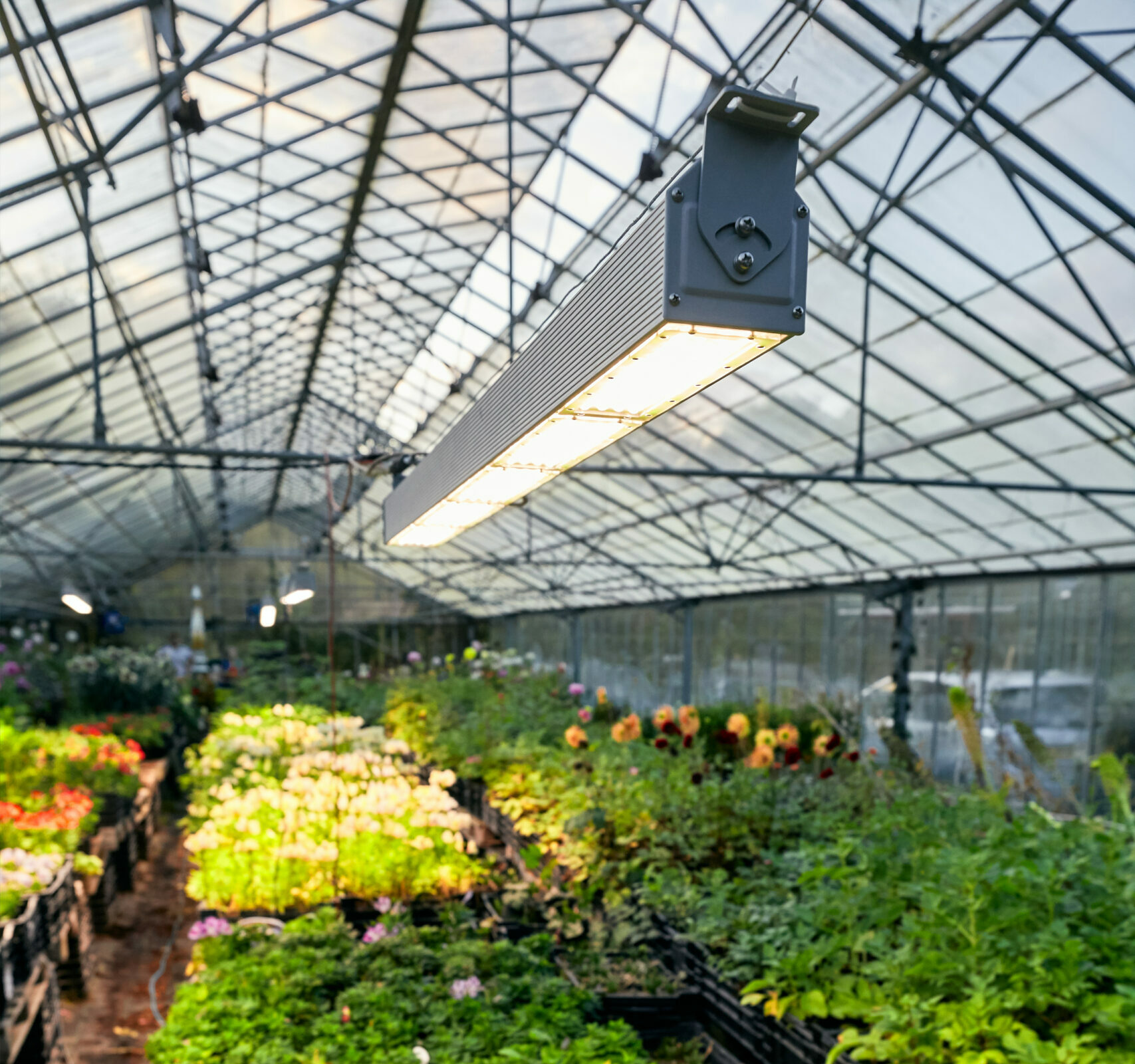 HPS to LED: Is The Time Really Up for Traditional Horticultural Lighting?