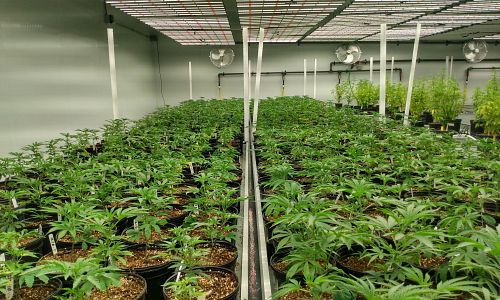 Tips for Designing Your Cannabis Cultivation Facility