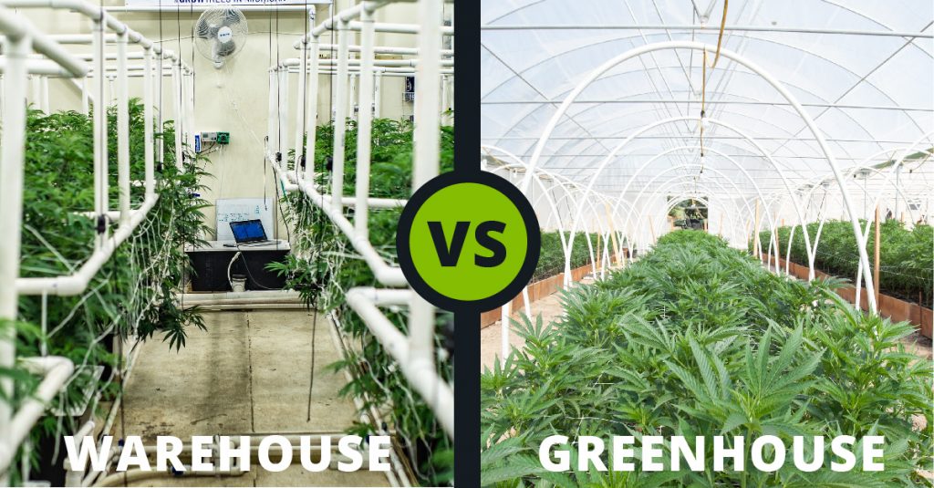 Cannabis Greenhouse vs. Indoor Grow