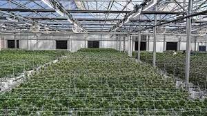 Greenhouse Design: 3 Key Considerations for Cannabis Growers