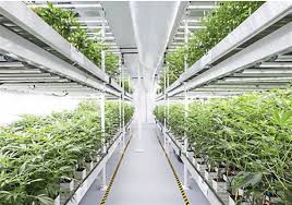 10 Ways to Build a Better Indoor Cultivation Facility