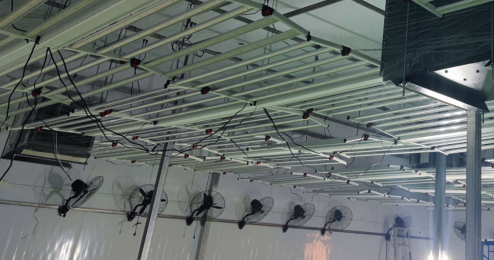 MF-6 LED applied in Bangkok's licensed commercial indoor grow facility 