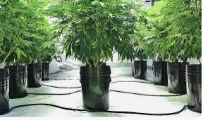 WHAT YOU NEED TO KNOW ABOUT GROWING CANNABIS HYDROPONICALLY