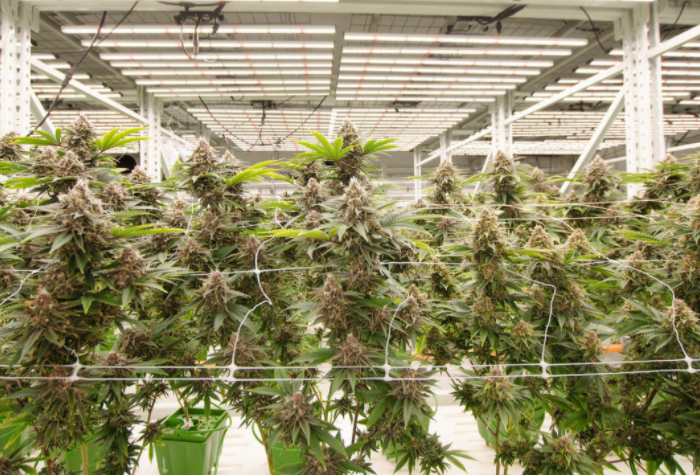 THE IMPORTANCE OF PROPER LIGHTING IN CANNABIS CULTIVATION