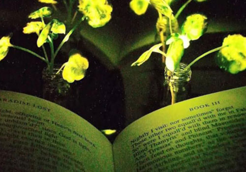 Scientists study plant luminescence